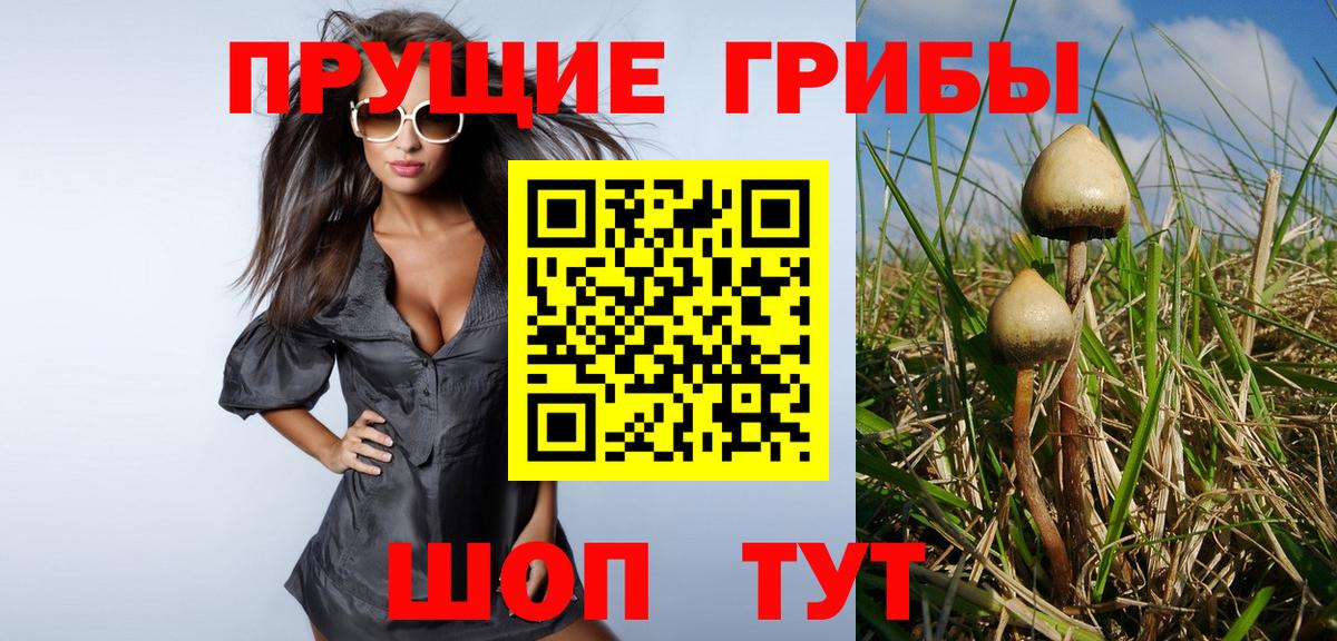 Галлюциногенные грибы Psilocybe Новотроицк
